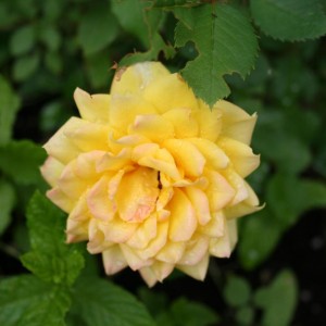 rosa mignon