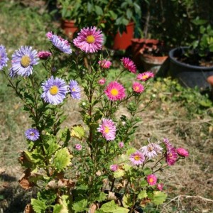 aster