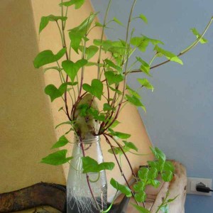 Solanum tuberosum.Patata dopo 5 giorni