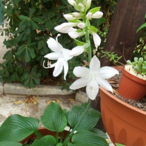 Hosta plantaginea_1