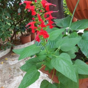 Salvia Splendens