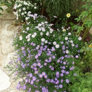 Settembrini - Aster Frikartii