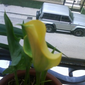 Zantedeschia (calla) gialla