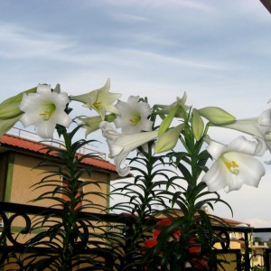 Lilium longiflorum