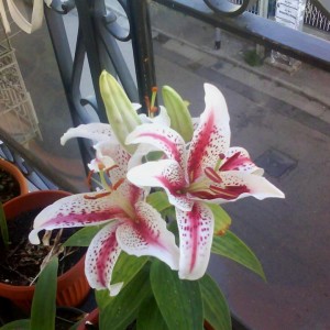 Lilium tiger woods