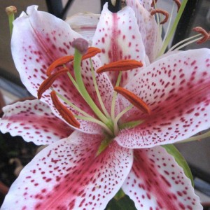 Lilium tiger woods