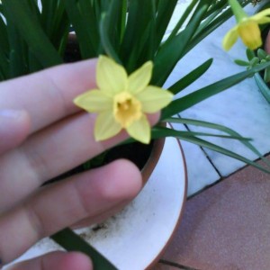 Narciso nano