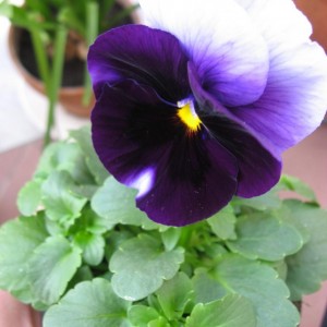 Viola del pensiero