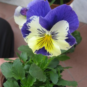 Viola del pensiero