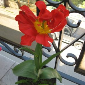 Tulipano