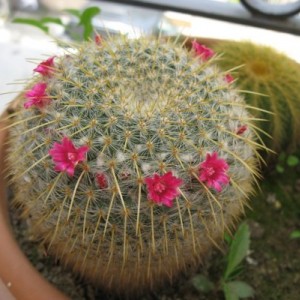 Mammillaria