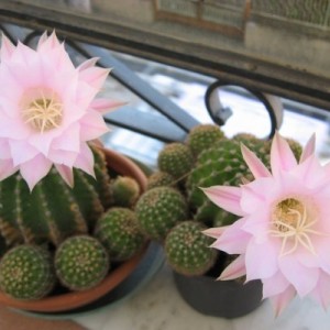 Echinopsis