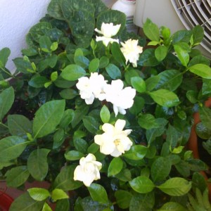 Gardenia