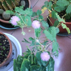 Mimosa pudica