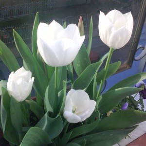 Tulipani