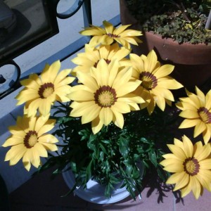 Gazania