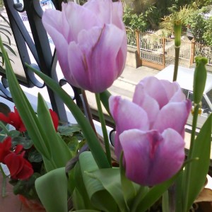 Tulipani