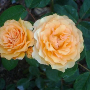 R. Buff Beauty (H. di Moscata – Bentall)