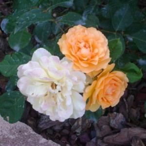 R. Buff Beauty (H. di Moscata – Bentall)