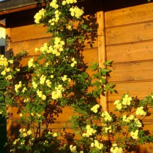 R. Banksiae Lutea (Chinensis)
