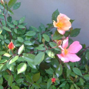 Rosa Mutabilis (chinensis)