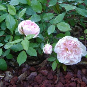 R. Odorata “Hume’s Blush tea - scented China” (chinensis)