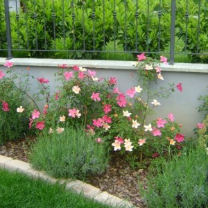 Rosa Mutabilis (chinensis)