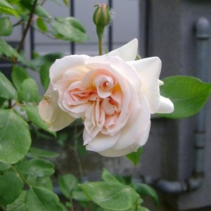 R. Desprez à fleur jaune (Noisette)