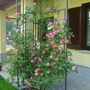 R. Zéphirine Drouhin (Bourbon)