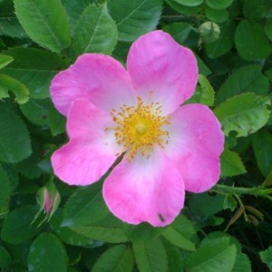 R. Gallica Complicata (Botanica)
