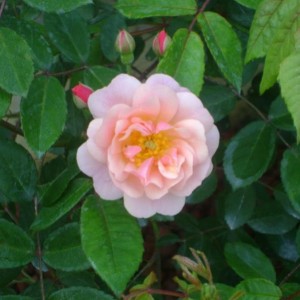 R. Cornelia (H. di moscata - Pemberton)