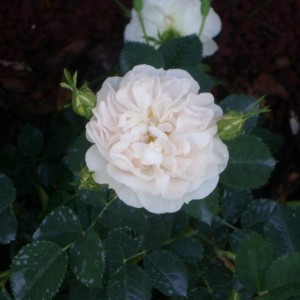 R. Alba Maxima (Alba)