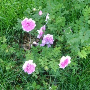 R. Roxburghii Plena  (Botanica)