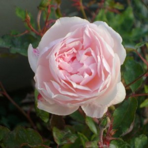 R. Odorata, “Hume’s Blush tea - scented China” (chinensis)