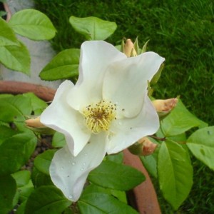 R. Sally Holmes (Homes - H. di moscata ?)
