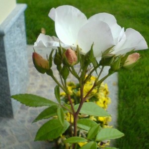 Sally Holmes (Holmes - H. di moscata?)