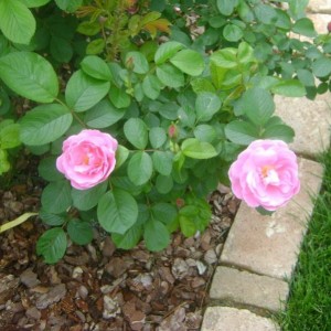 R. Sarah Van Fleet (Rugosa)