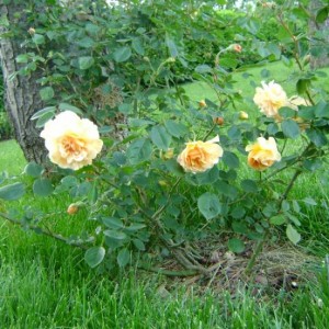R. Buff Beauty (H. di Moscata – Bentall)