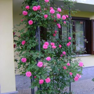 DSC00774 (600x800)