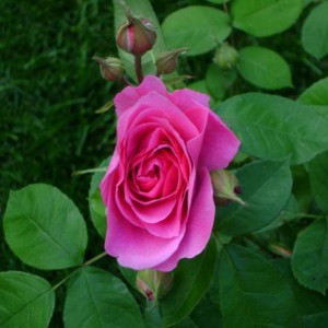 DSC00777 (800x600)