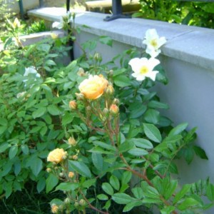 DSC00786 (800x600)