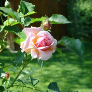 DSC00791 (800x600)