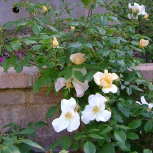 R. Sally Holmes (H. di moscata - Holmes)