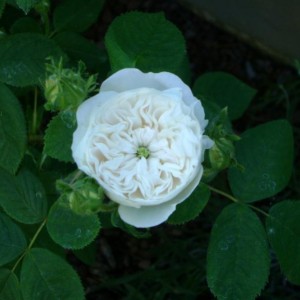 R. Mme Hardy (damascena)