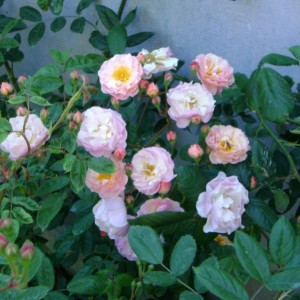 R. Cornelia (H. di moscata - Pemberton)