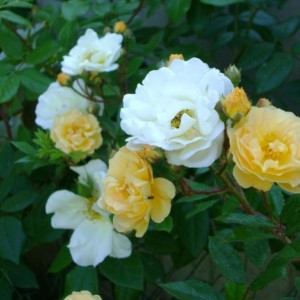 R. Ghislaine de Féligonde (noisette - Turbat)