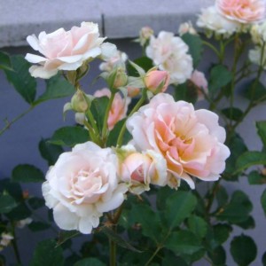 R. Felicia (H. di Moscata – Pemberton)