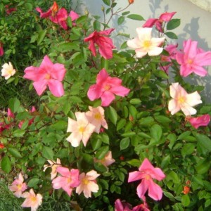 R. Mutabilis (Chinensis)