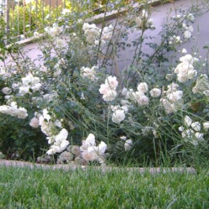 R.Sea Foam (Schwart)
