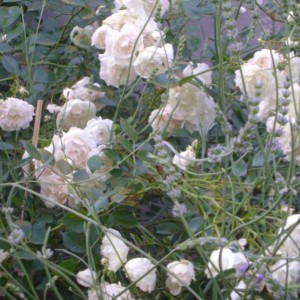 R. Sea Foam (Schwartz)